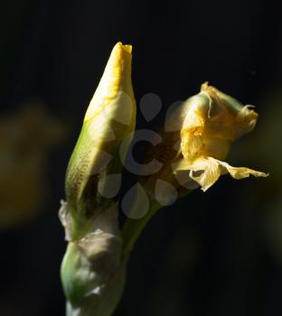 beautiful yellow iris in nature