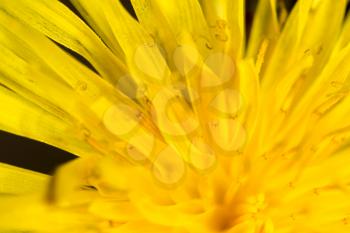 beautiful yellow dandelion flower. macro