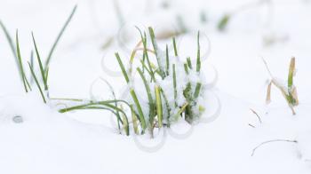 Grass in the snow in the winter in nature
