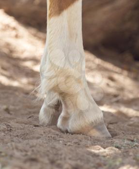the horse's hooves