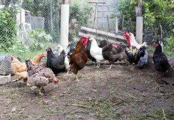 domesticated hen in a farm in nature