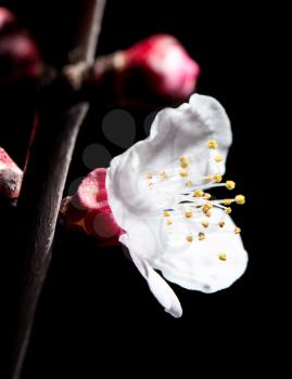 flowers on the tree in nature on a black background. macro