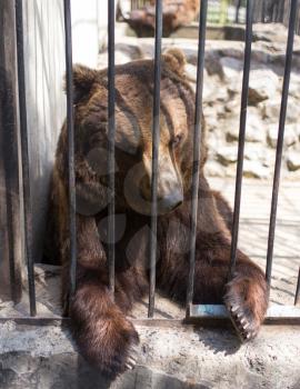 Bear behind a fence in zoo
