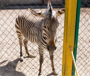 Portrait of a zebra in a zoo behind a fence
