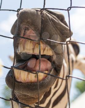 smile zebra in zoo in nature