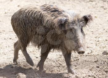 wild boar in a park on the nature
