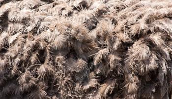 ostrich feathers as a background