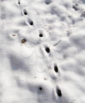 animal footprint on white snow