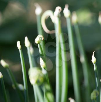 Green onion flowers in nature