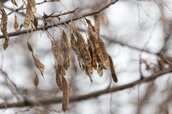 the seeds of a tree in winter