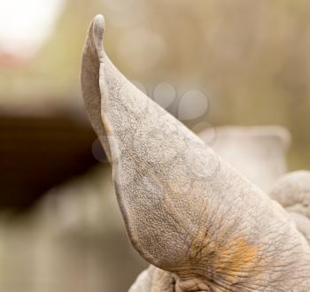 ear rhinoceros in nature