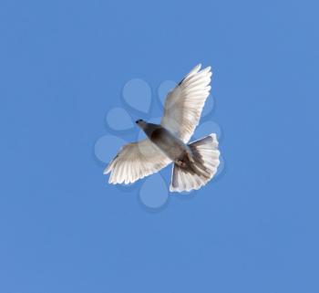 a dove on a blue sky