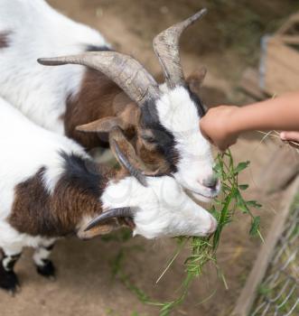 goat eating grass with his hands