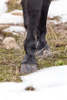 the horse's hooves on the nature in the winter
