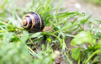 snail on the ground in nature
