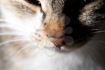 face portrait of a cat. macro