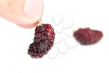 mulberry berries in a hand on a white background