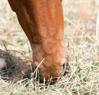 horse in the pasture eating grass