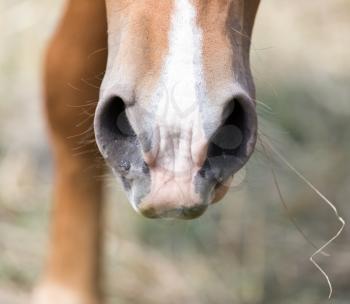 horse in the pasture eating grass