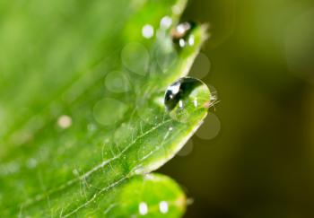 drops of dew on a green leaf strawberries. macro