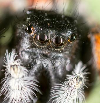 portrait of a spider in nature. super macro