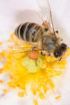 bee on a flower. macro