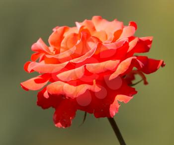 beautiful red rose in nature