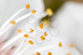yellow pollen in a white flower. macro