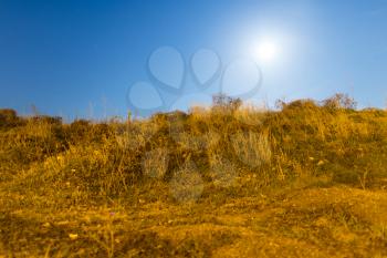 dry grass in a field in the moonlight night