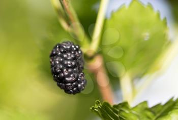 mulberry berries on the tree