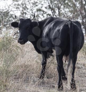 cow in a pasture in nature