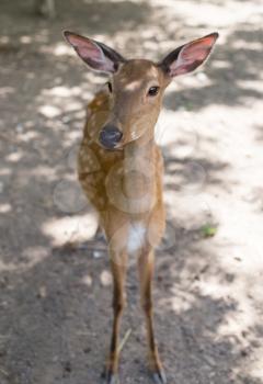 portrait of a young deer in zoo