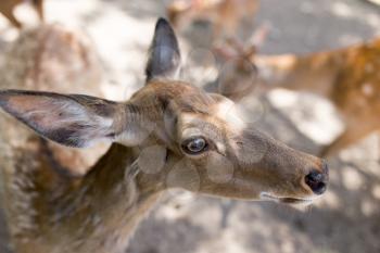 portrait of a young deer in zoo