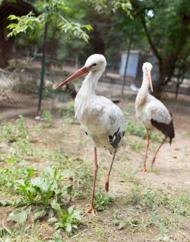 Two stork in zoo in nature