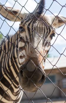 Portrait of a zebra in a zoo behind a fence