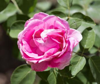 pink rose in nature