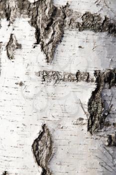 birch trunk as background