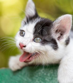 Kitten yawns in nature