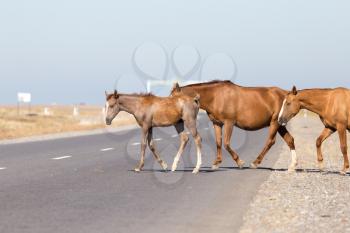 horse crossing the road