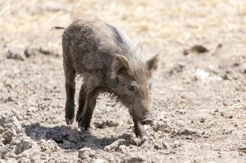wild boar in a park on the nature