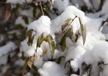 Snow on the leaves on the bush