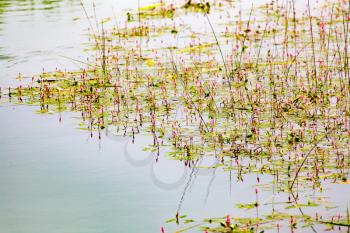 plant on the surface of the water in the lake