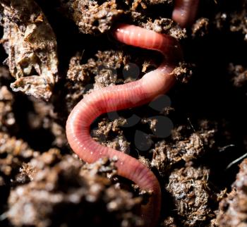 red worms in compost. macro