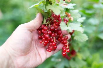Red currant in hand on nature