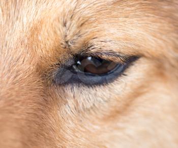 the dog's eyes. macro