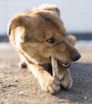 dog gnaws a bone in nature