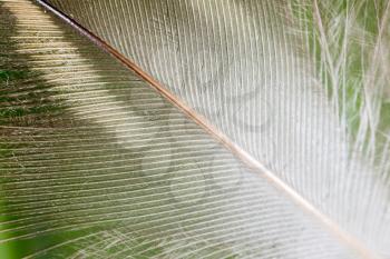 feather on a green background