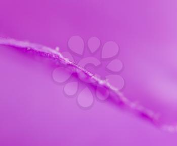 purple flower. super macro