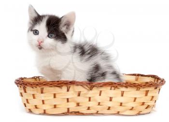 kitten in a basket on a white background