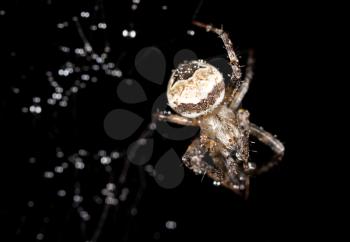 water droplets on a spider web with a spider on a black background